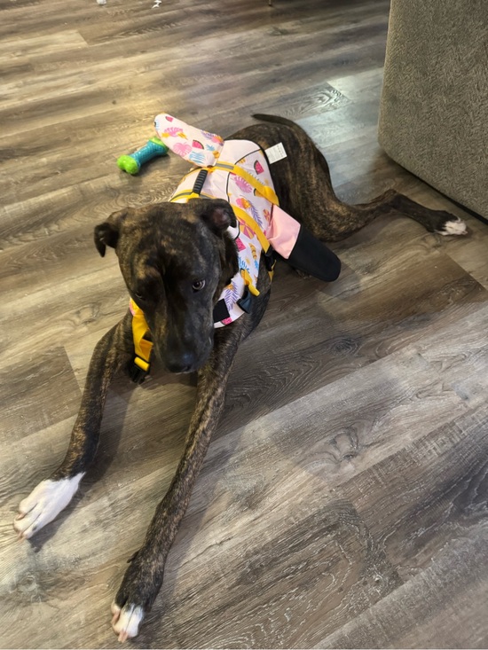 Other - Dog Life Jacket